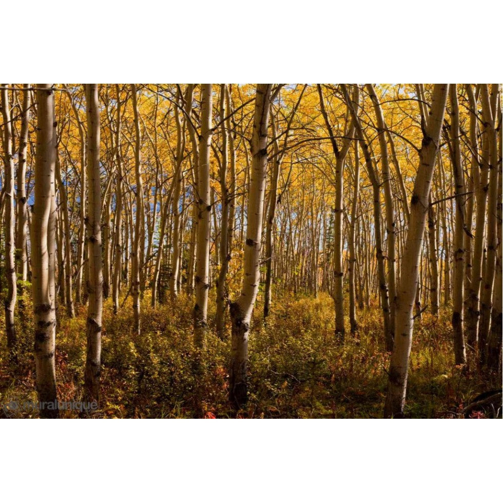 Yukon Boreal Forest Mural
