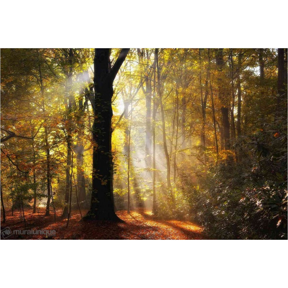 Morning Light Forest Mural