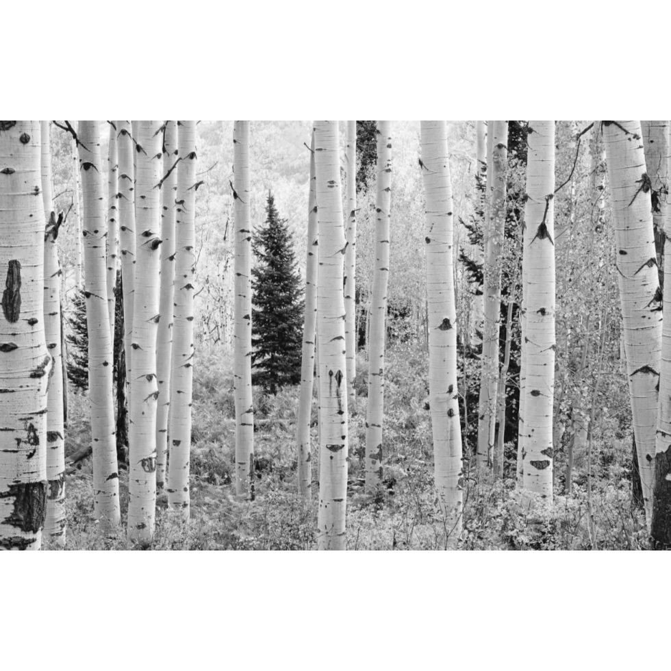 Aspen Forest Mural - Elk Mountains, Colorado