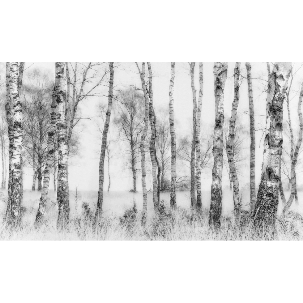 Black & White Birch Forest Mural