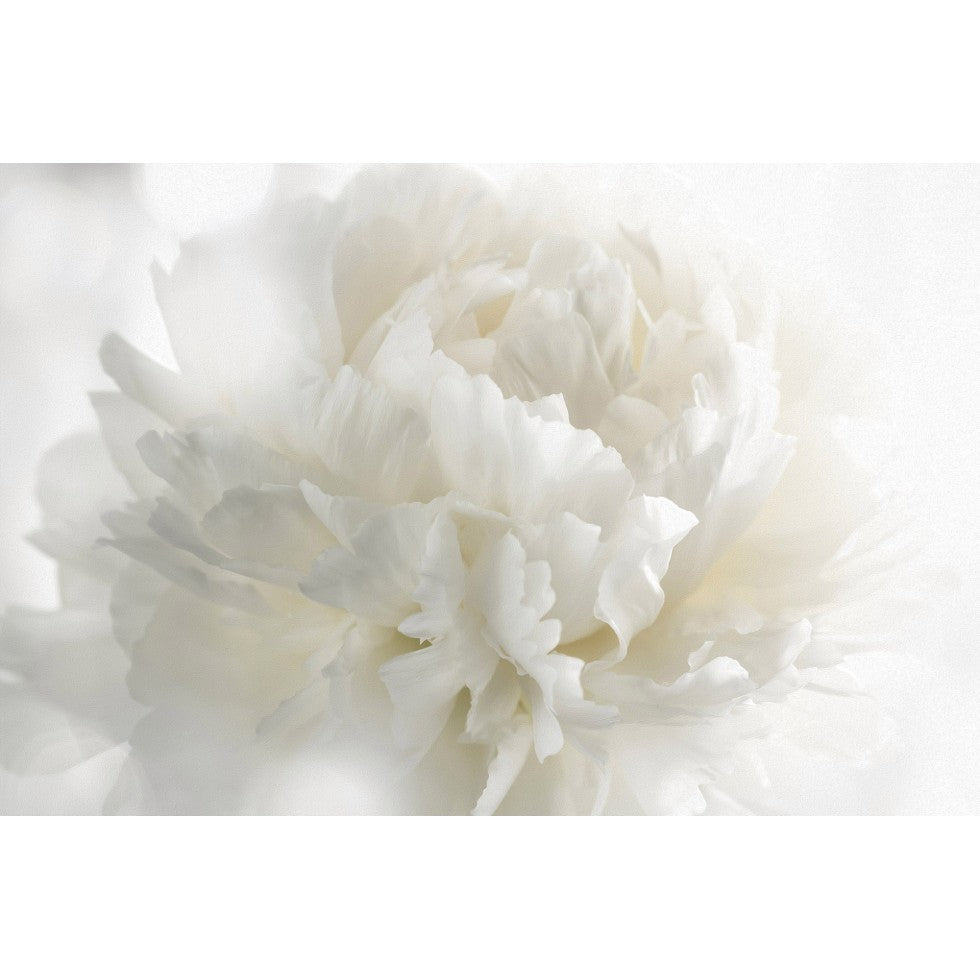 White Softness Mural – Soothing Flower