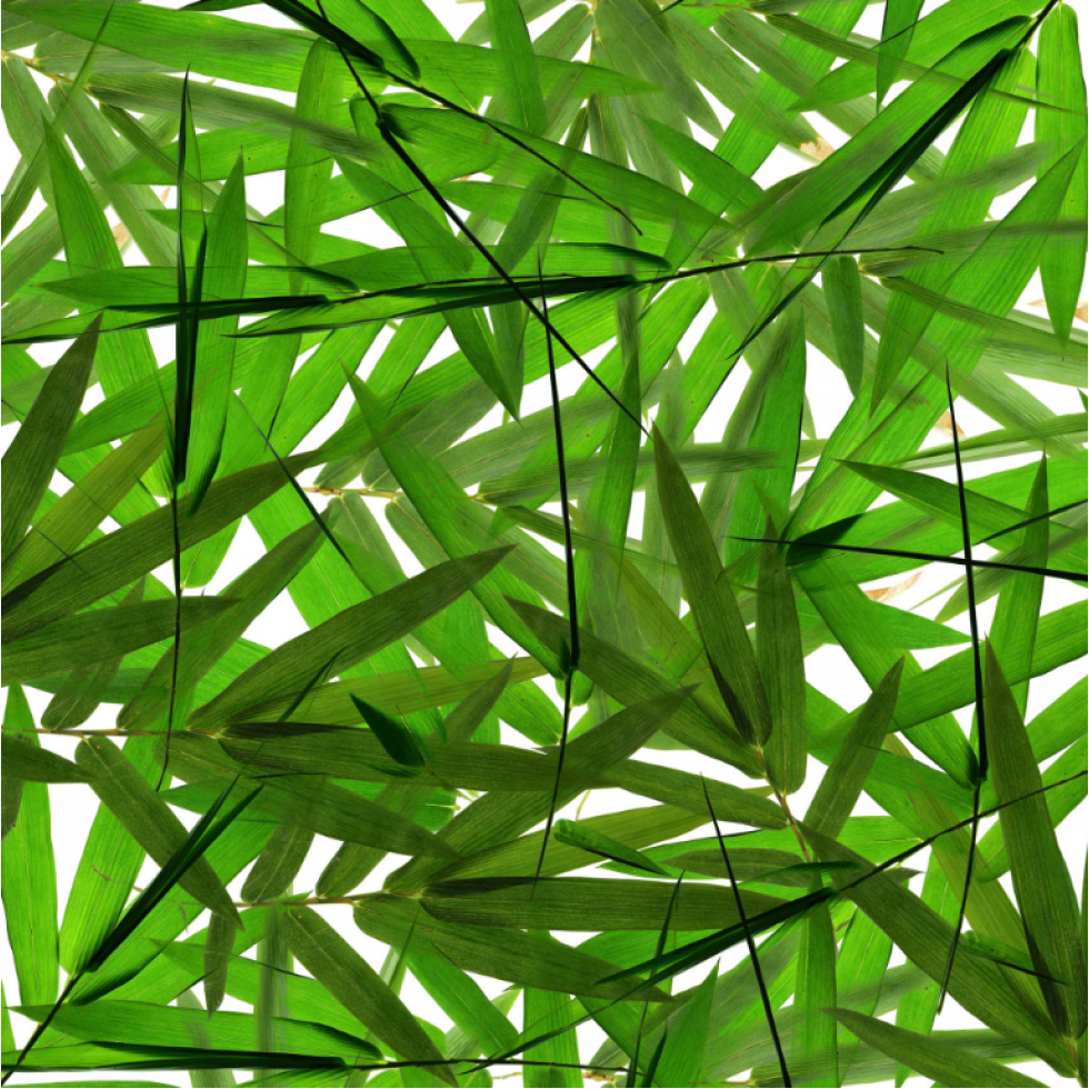 Bamboo Leaves Mural