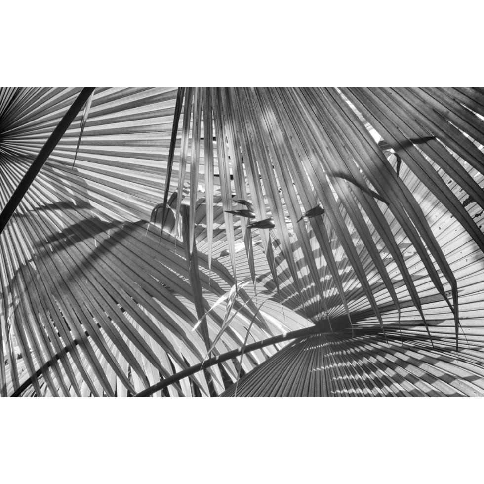 Tropical Palm Leaves Mural