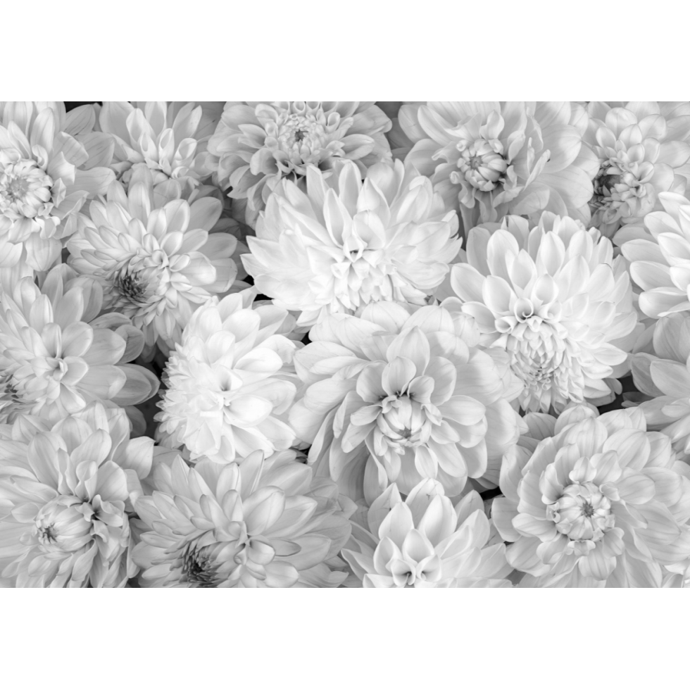 Dahlia Flower Mural