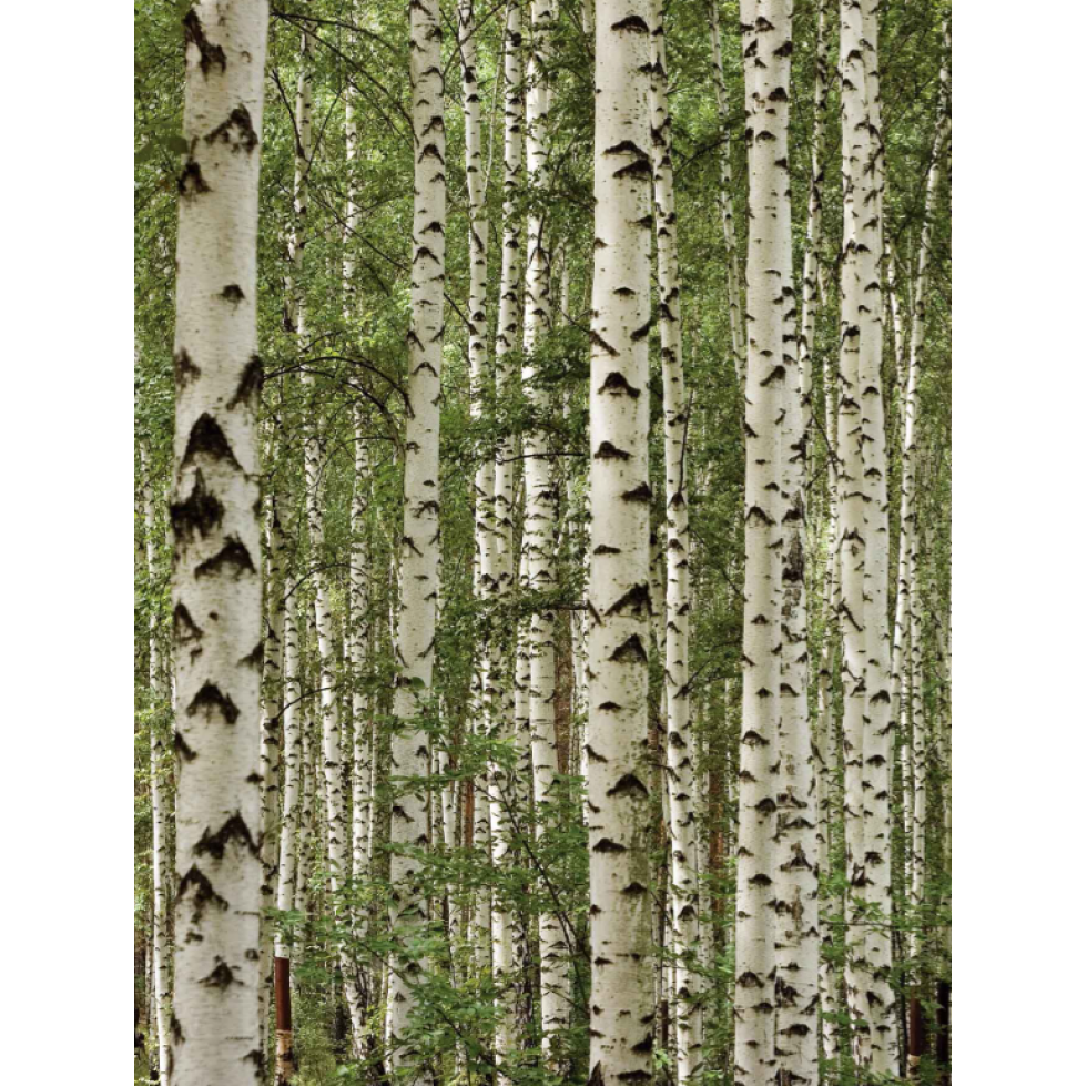 Birch Forest Mural