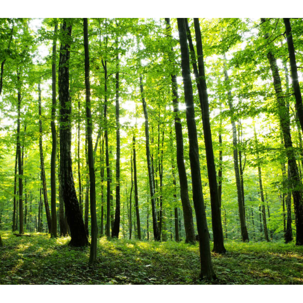 Sunny Forest Mural