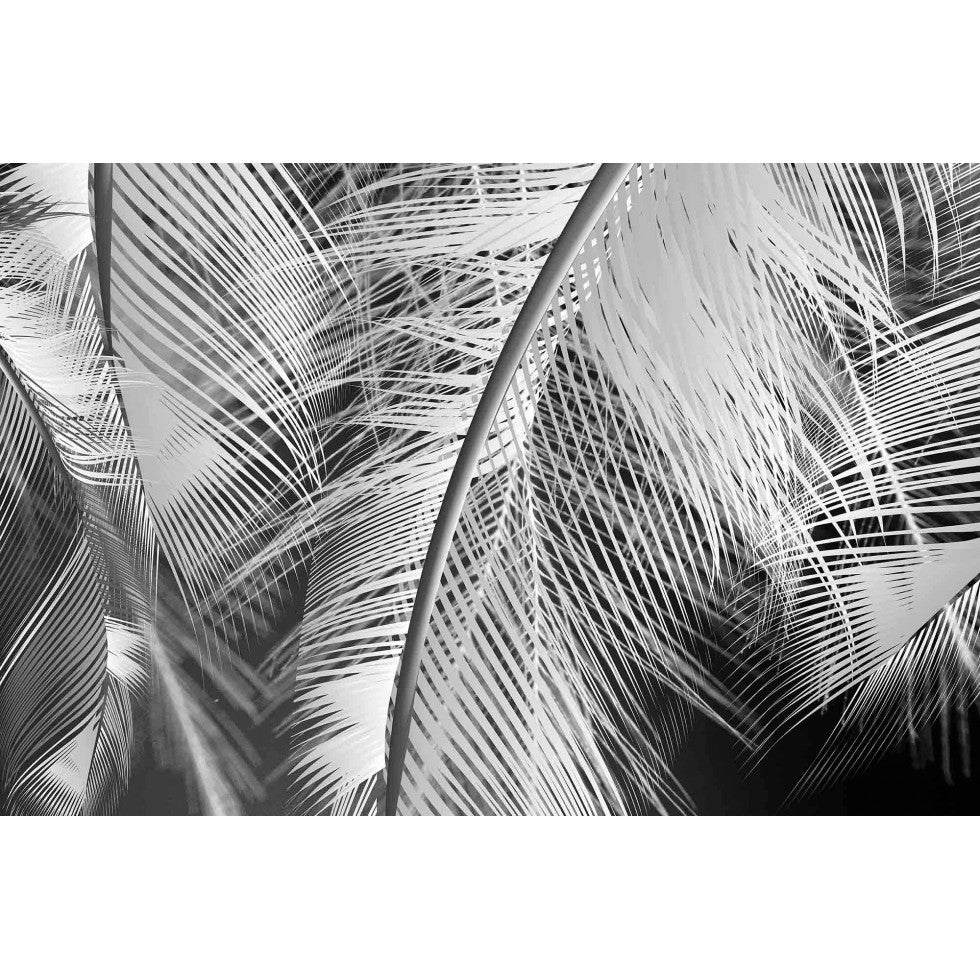 Black and White Feathers Mural