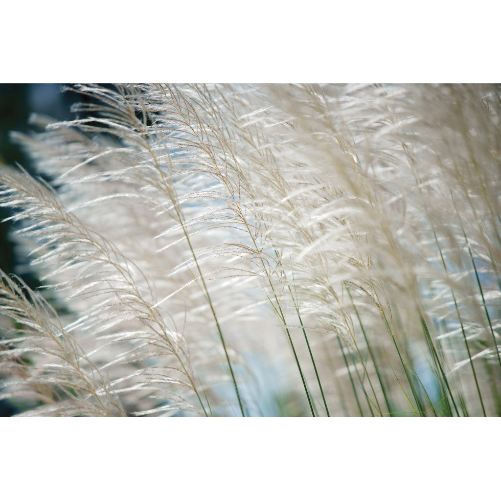 White Reeds Mural