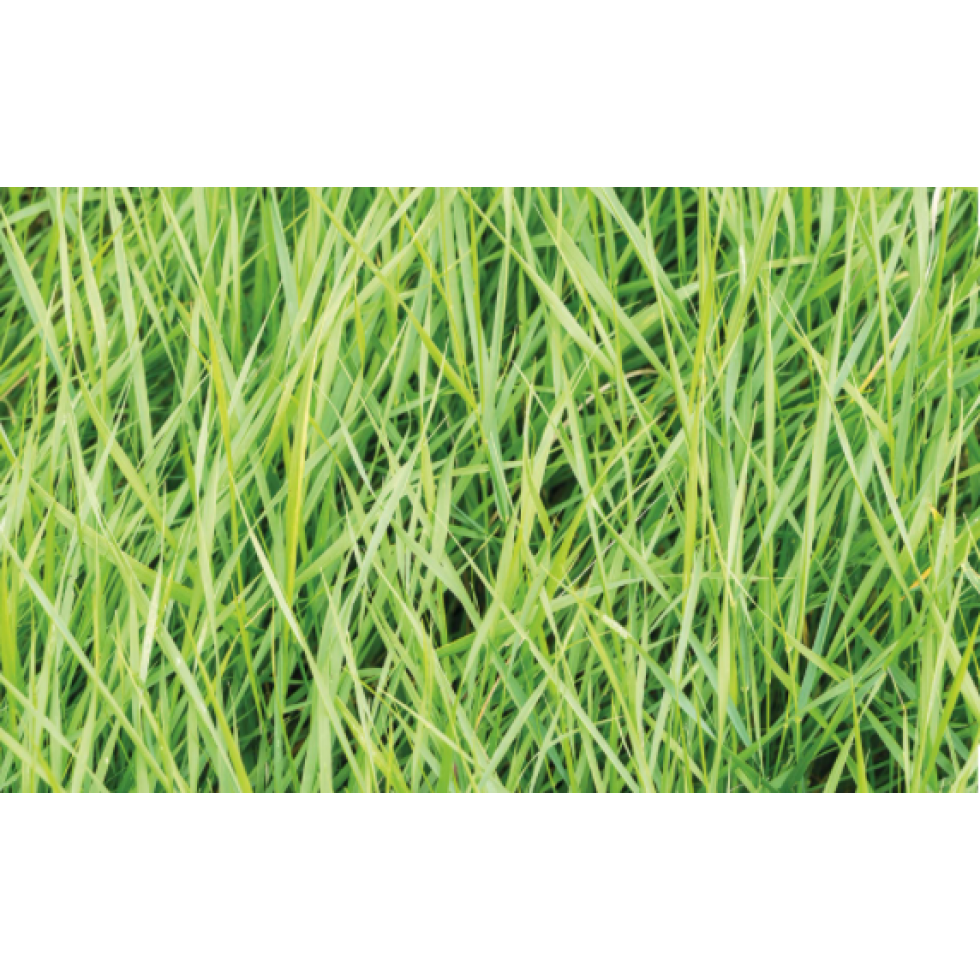 Green Reeds Mural