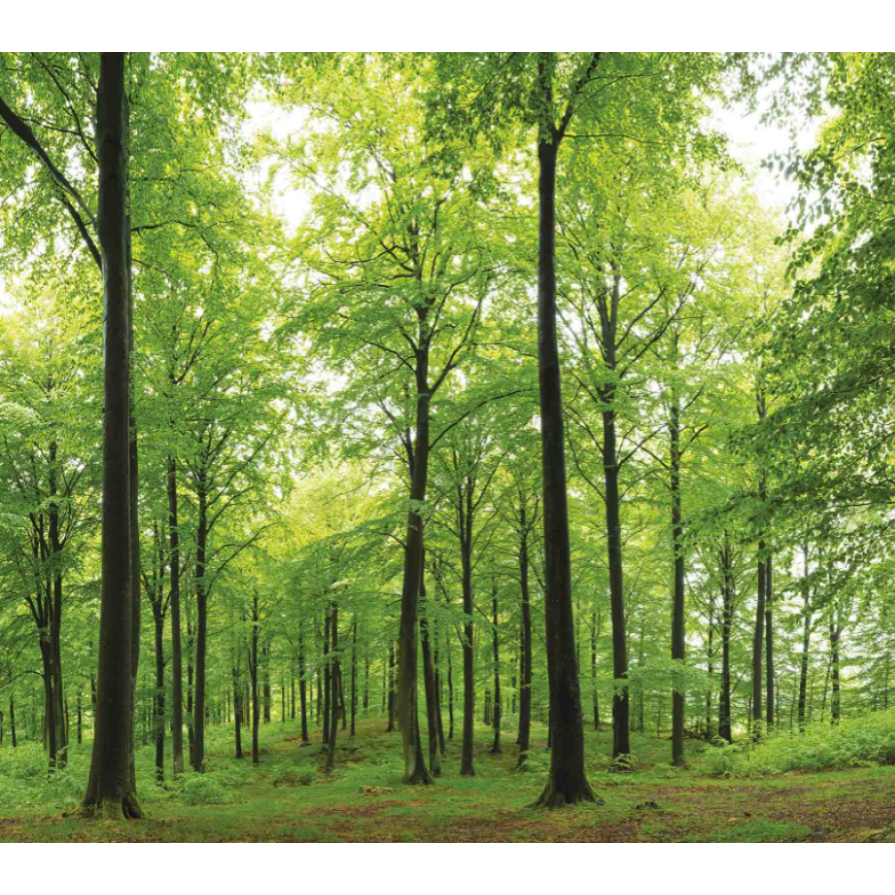 Sun in a Beech Forest Mural