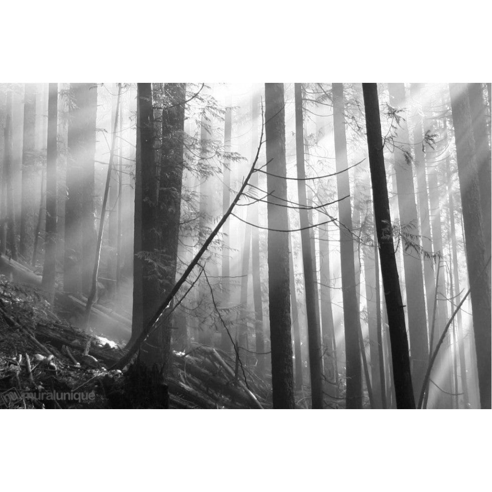 Forest at Dawn Mural