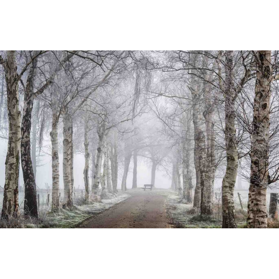 Frosted Birch Trees Mural – Panoramic Wallpaper