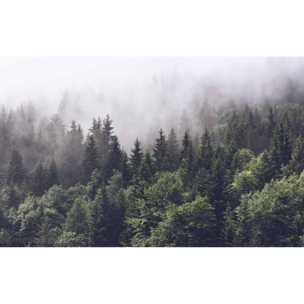 Conifers in the Fog Mural