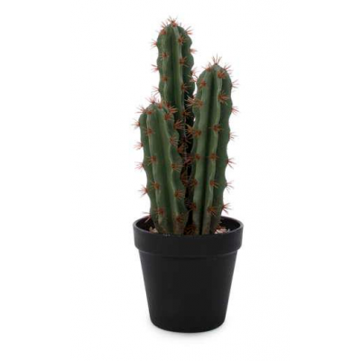 Cactus Décoratif
