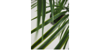 Palmier Artificiel Areca