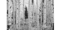 Murale Forêt De Trembles Montagnes Elk, Colorado