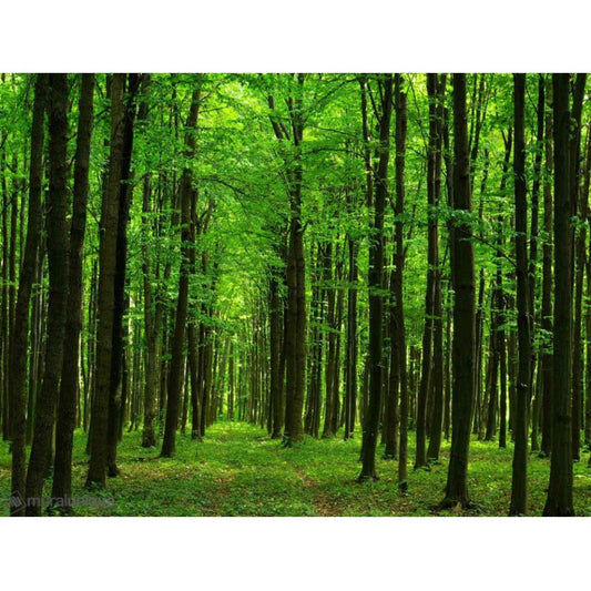Forest Walk Mural – Panoramic Wallpaper