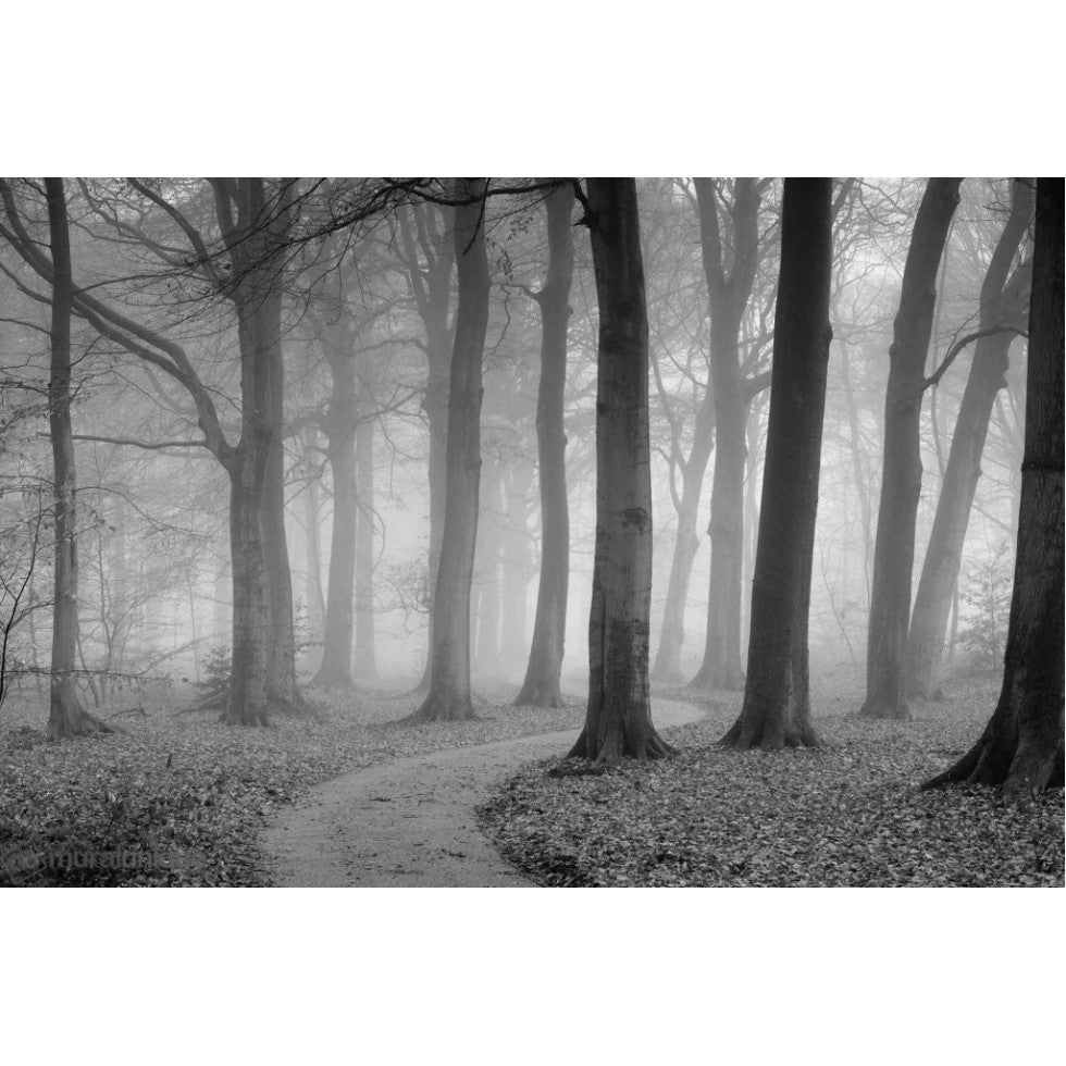 Black and White Winding Path Mural