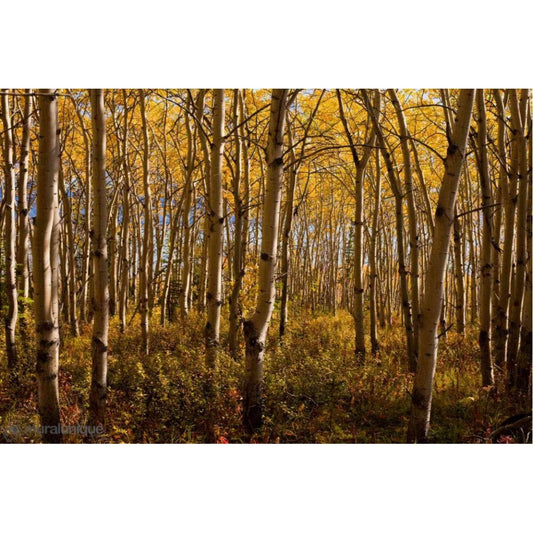 Yukon Boreal Forest Mural