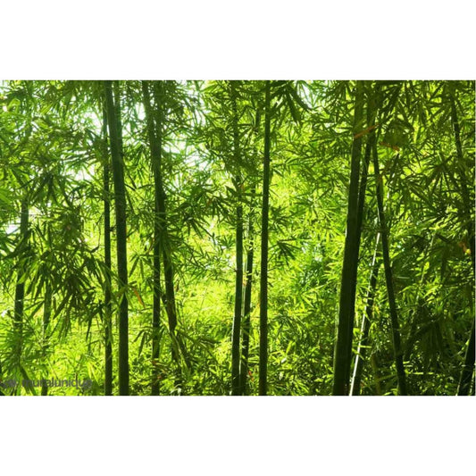 Asian Bamboo Forest Mural
