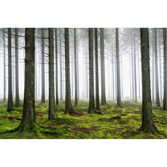 Pine Forest Mural