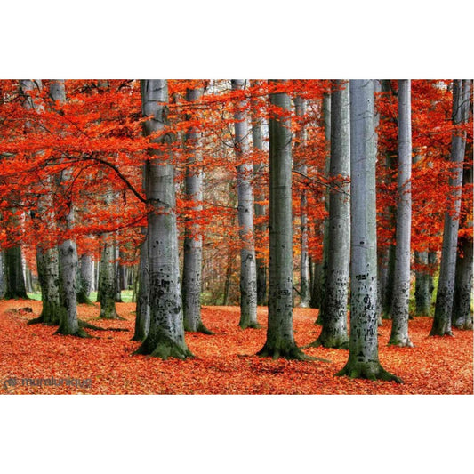 Red Forest Mural