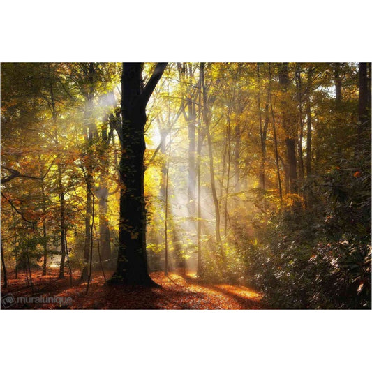 Morning Light Forest Mural
