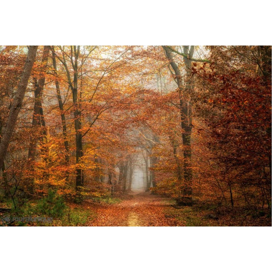 Autumn Forest Morning Mural