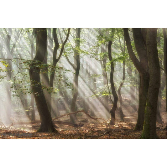 Forest Melody Mural