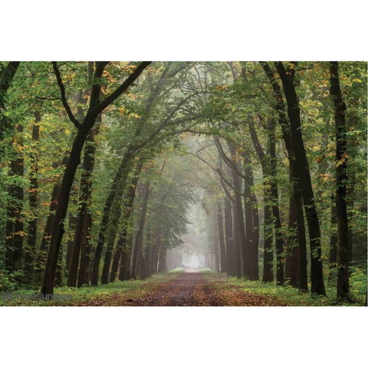 Green Passage Mural in the Forest