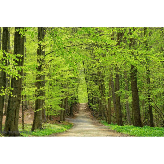 Mural Passage in a Forest