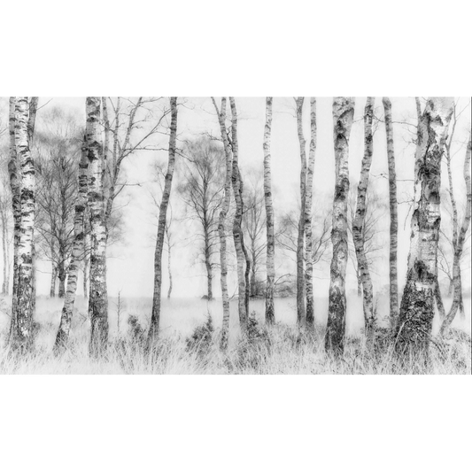 Black &amp; White Birch Forest Mural