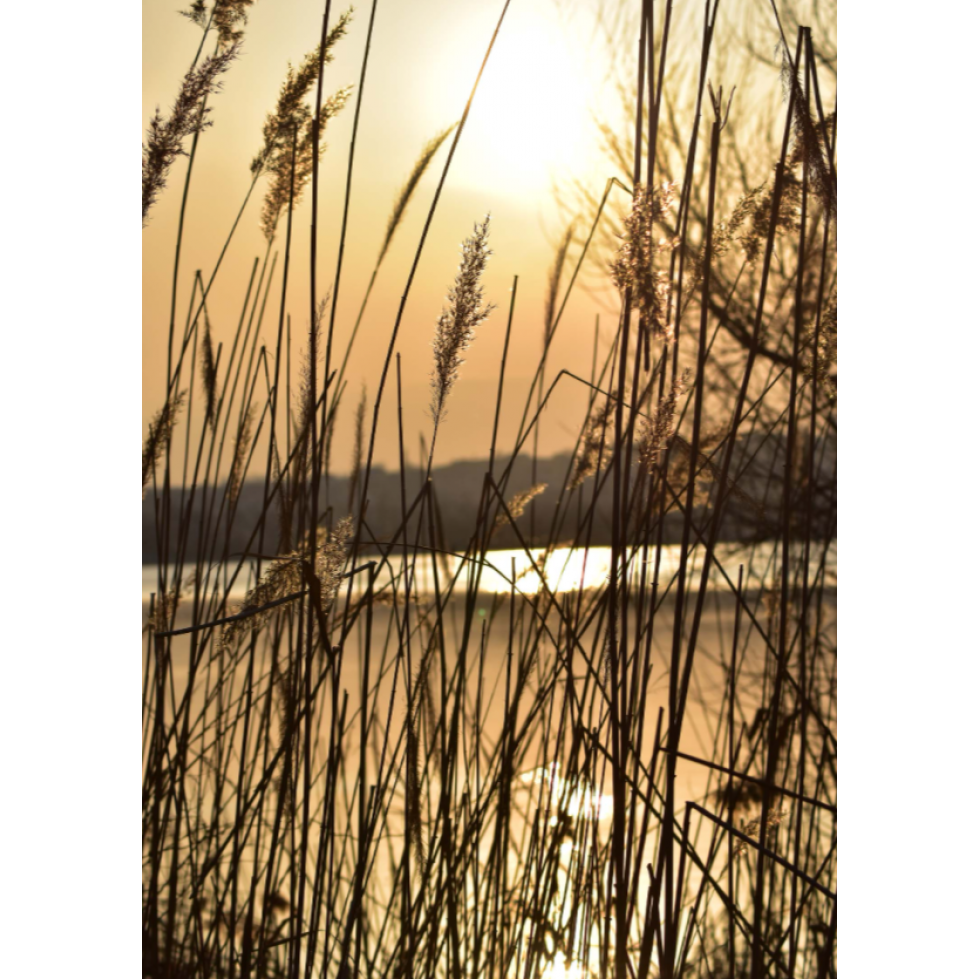 Sunset on a Lake Mural