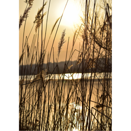 Sunset on a Lake Mural