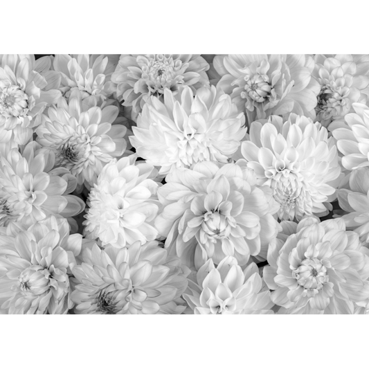 Dahlia Flower Mural