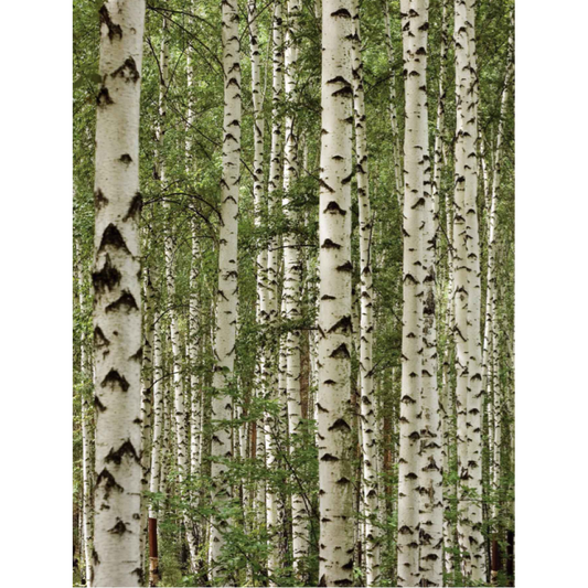 Birch Forest Mural