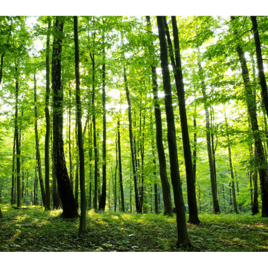 Sunny Forest Mural