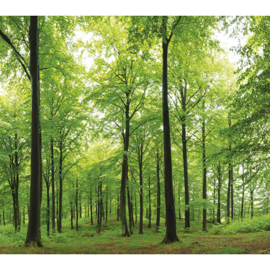 Sun in a Beech Forest Mural