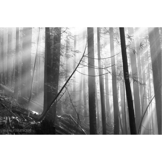 Forest at Dawn Mural