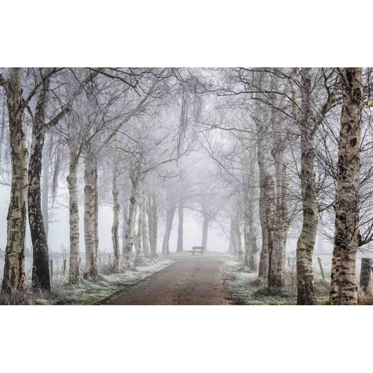 Frosted Birch Trees Mural – Panoramic Wallpaper