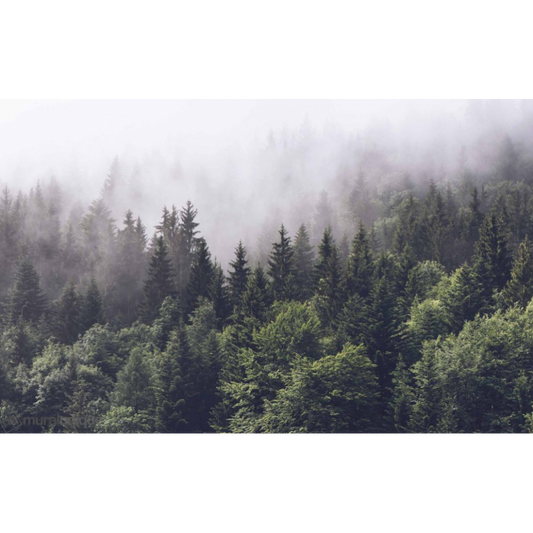 Conifers in the Fog Mural